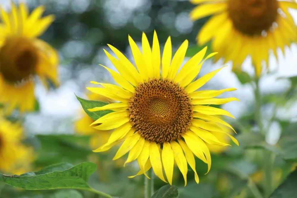 阳光灿烂兴文大片向日葵盛放一起来打卡吧