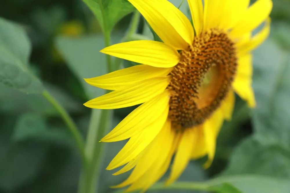 阳光灿烂兴文大片向日葵盛放一起来打卡吧