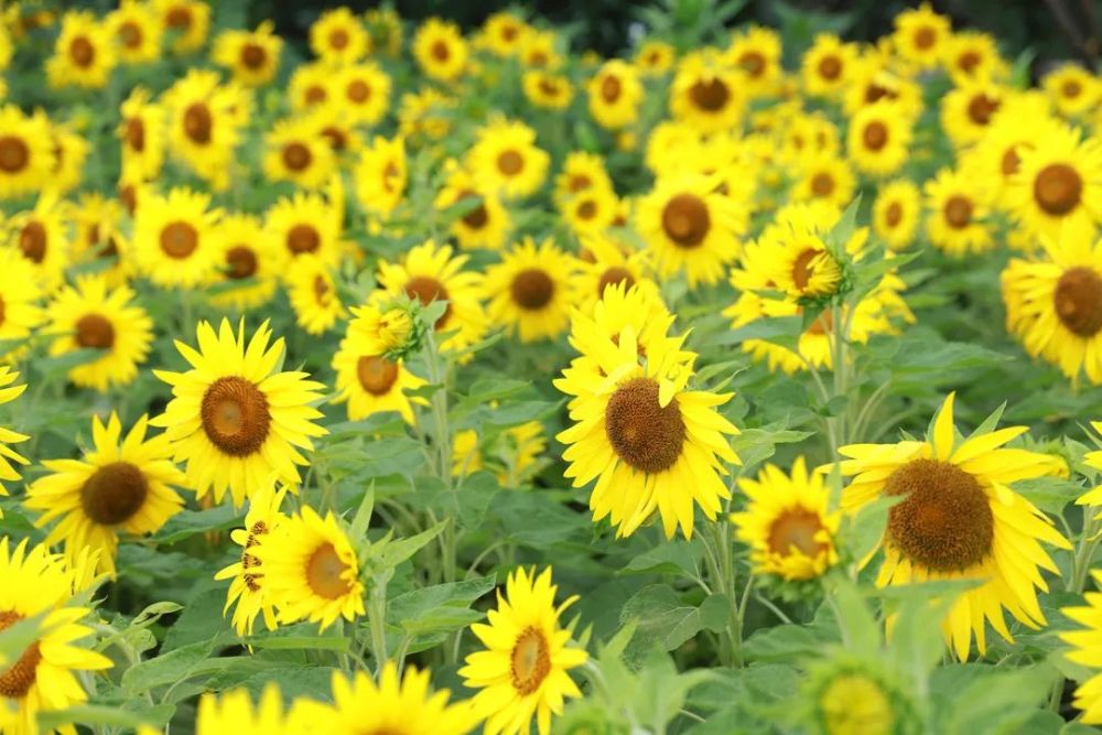 阳光灿烂兴文大片向日葵盛放一起来打卡吧