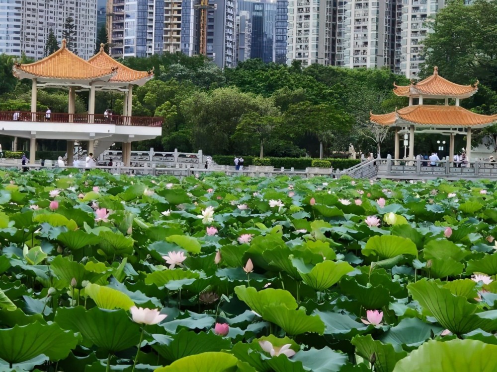 如果去不了西湖,就来深圳洪湖公园吧,一大片荷花正盛开