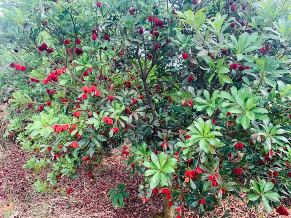 目前,果园占地面积180亩左右 杨梅一共有四个品种 东魁梅, 台湾棠梅