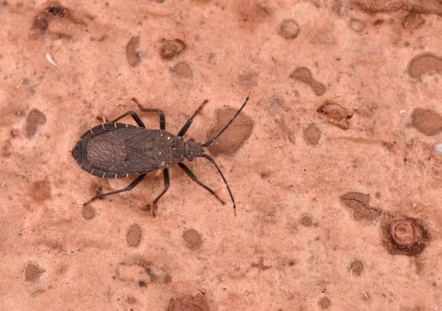 转基因作物虽能抗虫害还能抗病毒,但它对土壤生物是否会有影响?