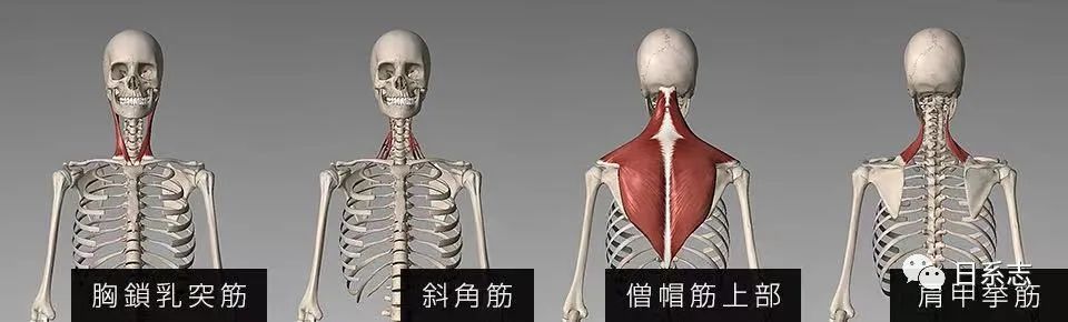 关于斜方肌的谣言 适可而止吧 腾讯新闻