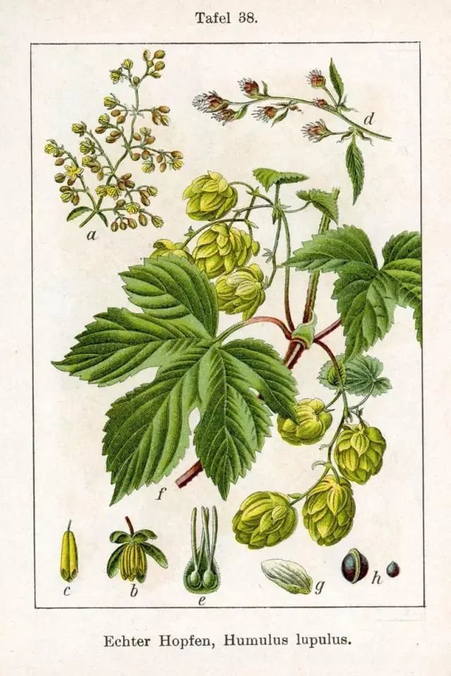 狭义的啤酒花是指大麻科葎草属的多年生草本植物蛇麻(网络检索出来的