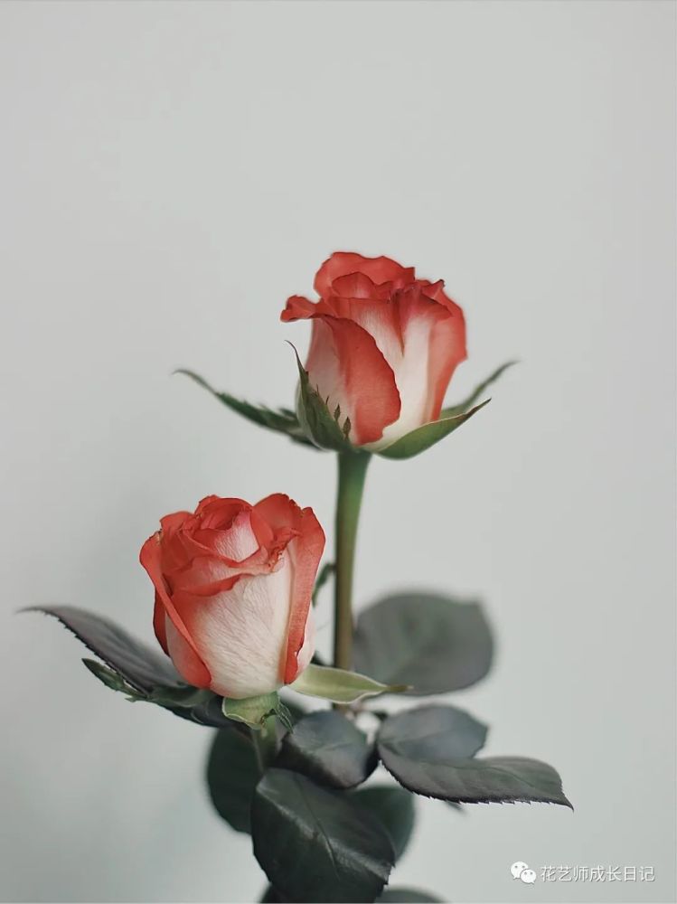 100朵玫瑰vol16胭脂扣最具古典韵味的红玫瑰