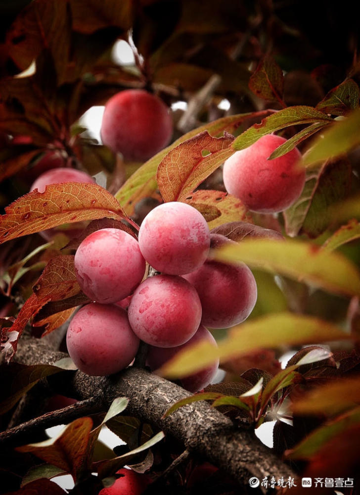 树上红彤彤的李子熟了_腾讯新闻