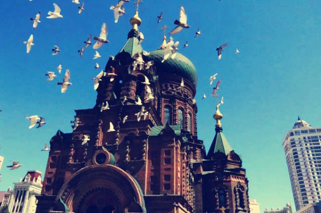 圣索菲亚大教堂总是盘旋飞翔的可爱鸽子