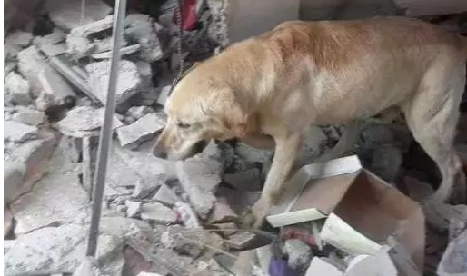 感谢12年前的良知媒体让我们知道了义犬小花的命运