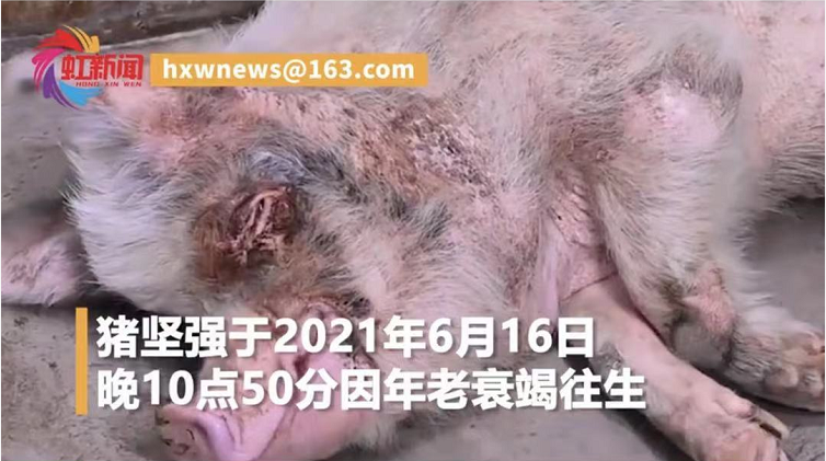 感谢12年前的良知媒体让我们知道了义犬小花的命运