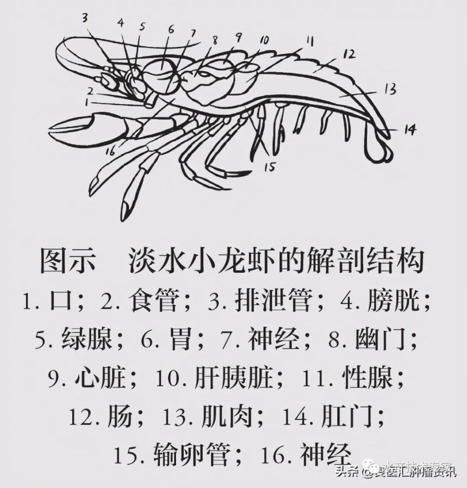 小龙虾要大卖,专家建议肿瘤患者夏天吃小龙虾,是真的吗?