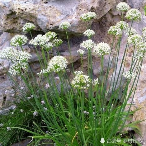 农村常见的山韭菜你吃过吗?它有什么作用呢?