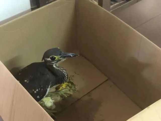 清远佛冈公安救助一只 大眼怪鸟 一查发现竟是世界上最神秘的鸟 腾讯网