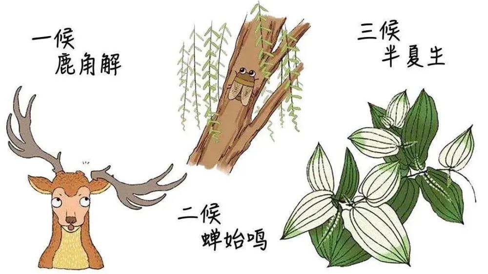 夏至:鹿角解;蝉始鸣;半夏生_腾讯新闻