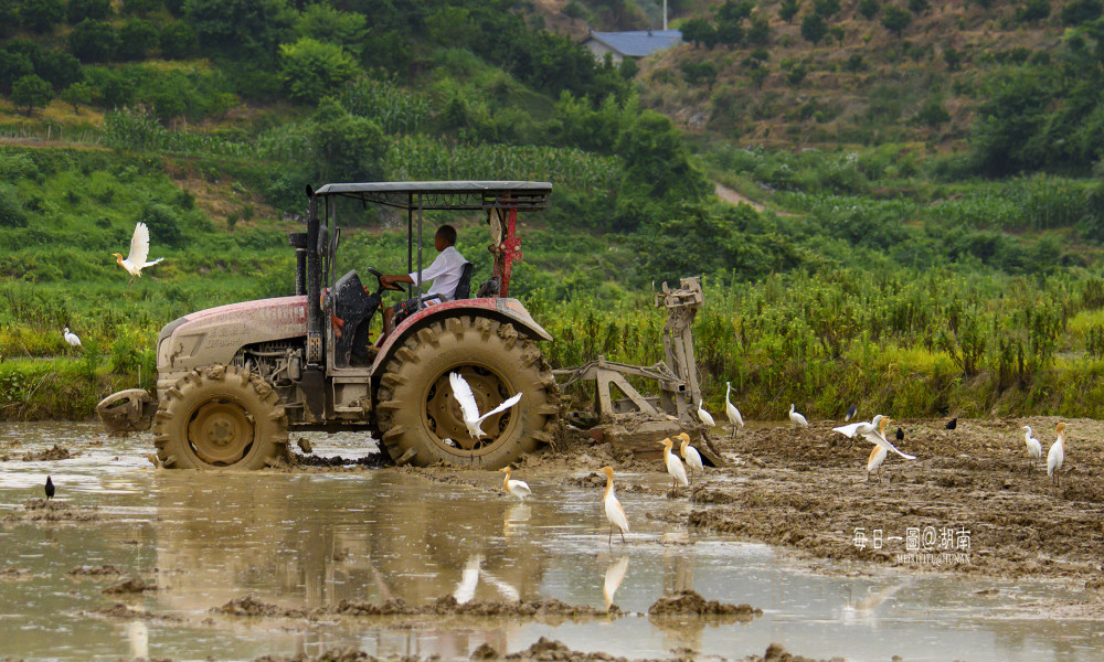 【每日一图@湖南】机器在田间耕作,白鹭如影随形