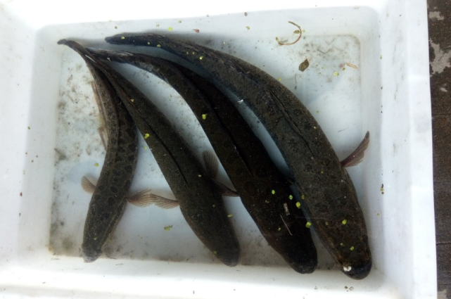 "玩阴的",平时躲在水草茂盛或者是浑浊的水底,当小鱼小虾逐渐靠近时