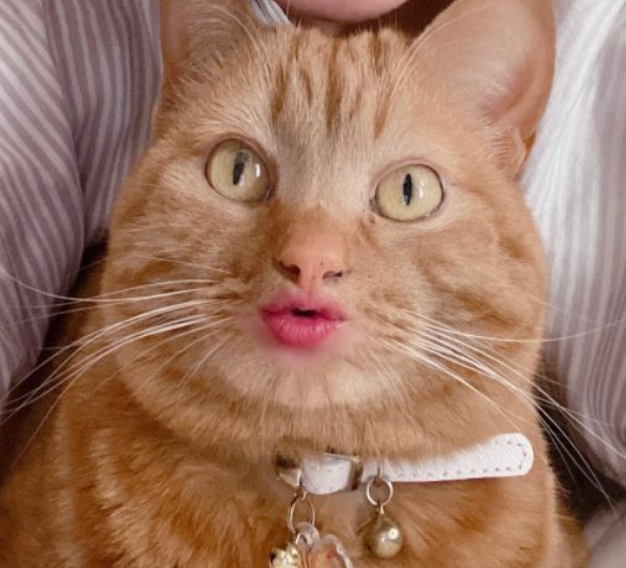 猫咪长嘴巴可真让人害怕