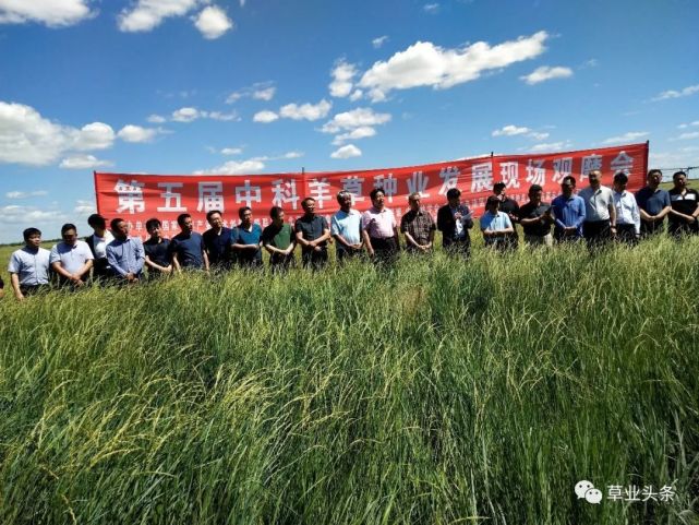 【上级媒体看开鲁】第五届中科羊草种业发展现场观摩会在内蒙古开鲁县