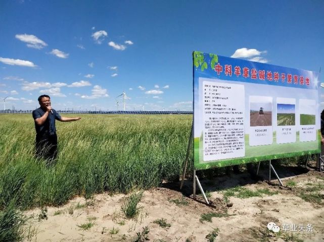 【上级媒体看开鲁】第五届中科羊草种业发展现场观摩会在内蒙古开鲁县