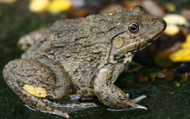 摊上大事了|青蛙|昆虫|虎纹蛙|连州市|广东