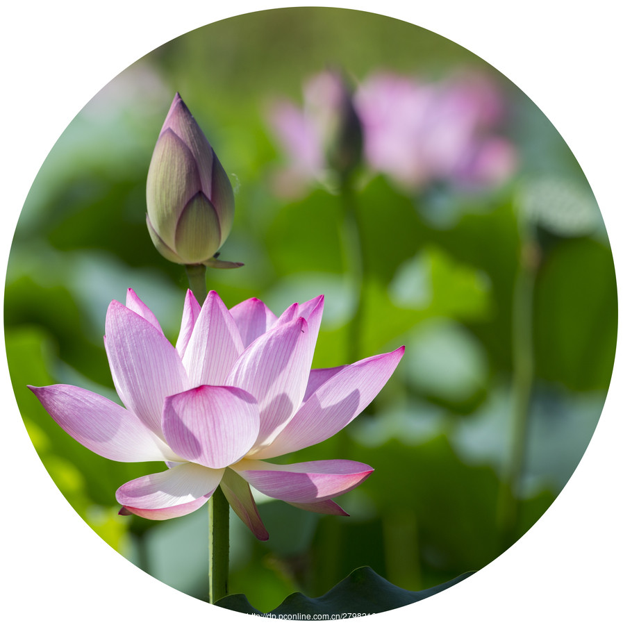 读《红楼》不可忽视的人物—香菱