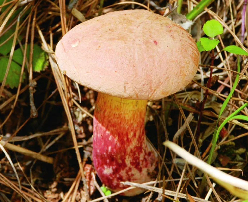 见手青物种数量庞大,种类广泛,如粉见手,黄见手,红见手,紫见手,黑见手