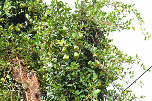 爱长旧房老墙上酷似无花果6月又很多人去摘做凉粉是一绝