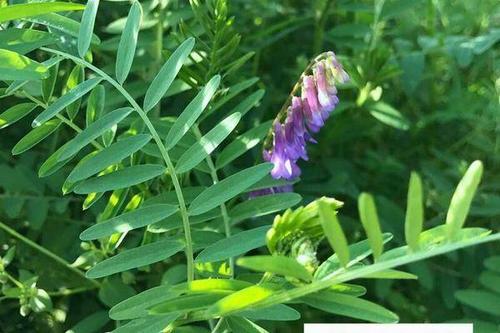 果园生草好处多但要因地制宜毛苕子是绿肥饲草种植成本低