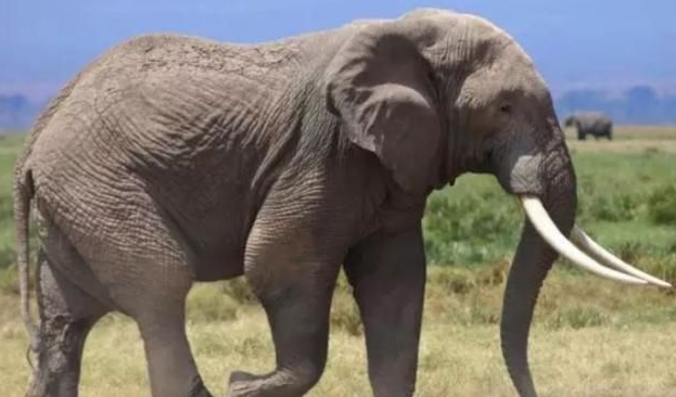 地球霸主大象,八吨重的大块头,却因为牙疼瘫倒