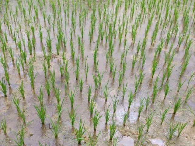 水分管理水稻移栽過程中會損傷根系,從而減弱吸水能力,如果這時田間