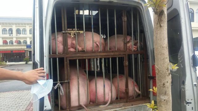 什么情况面包车里竟坐12头猪知危险会避险