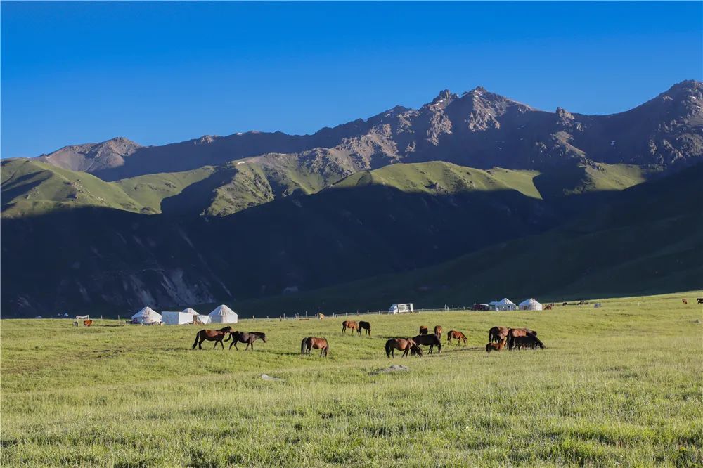 图说新疆丨伊宁县托乎拉苏草原旖旎风光