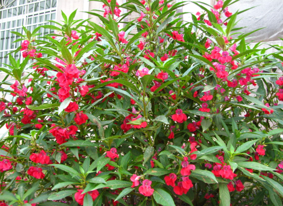 花的名称取小名(用花来取小名有哪些)