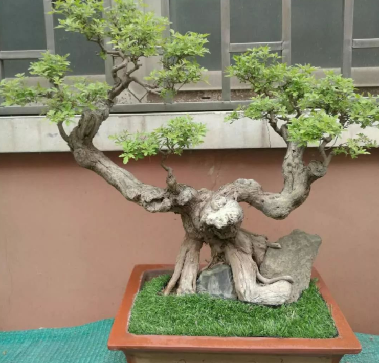 黄荆盆景(黄荆盆景图片)