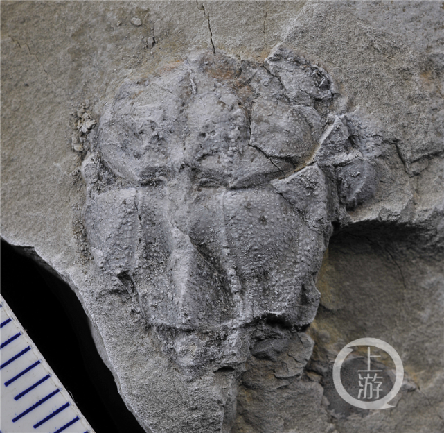 重庆发现4.23亿年前有颌鱼类化石