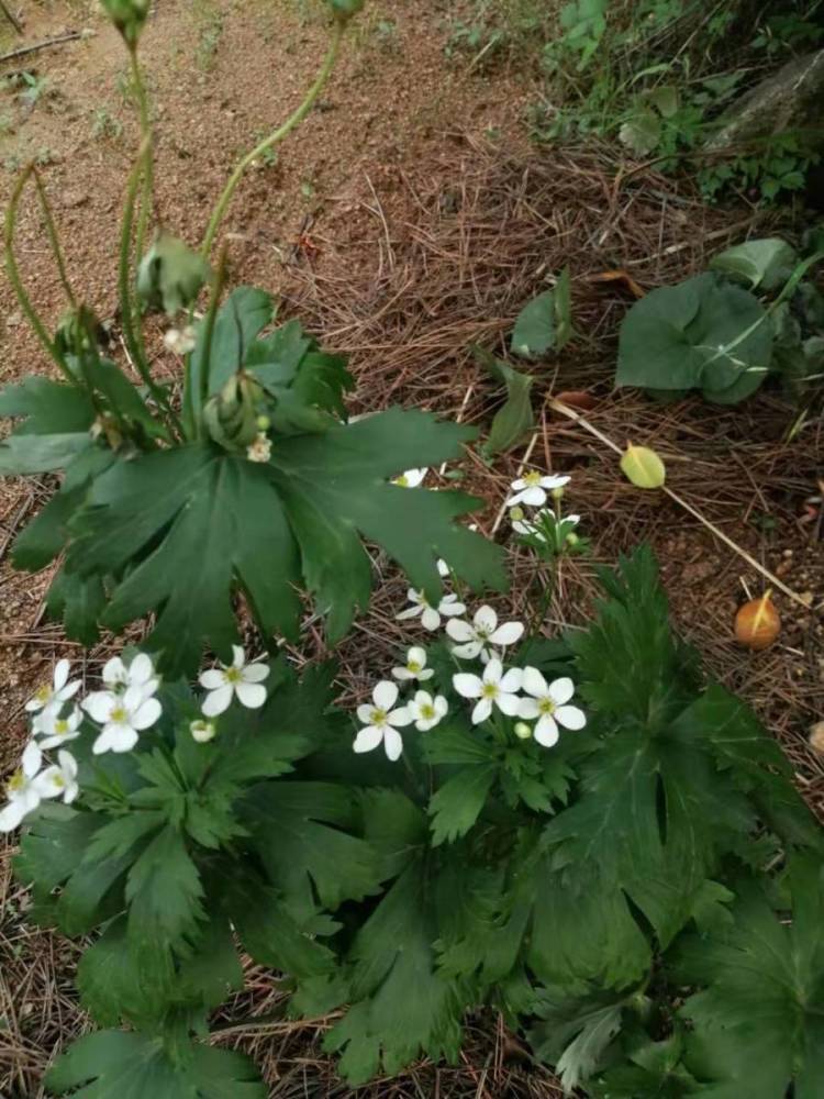 为多年生草本植物,植株高可达55厘米.根状茎短,垂直,密生须根.