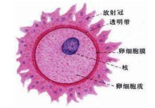 南昌华儿山生殖医院科普:卵子难道是卵细胞?