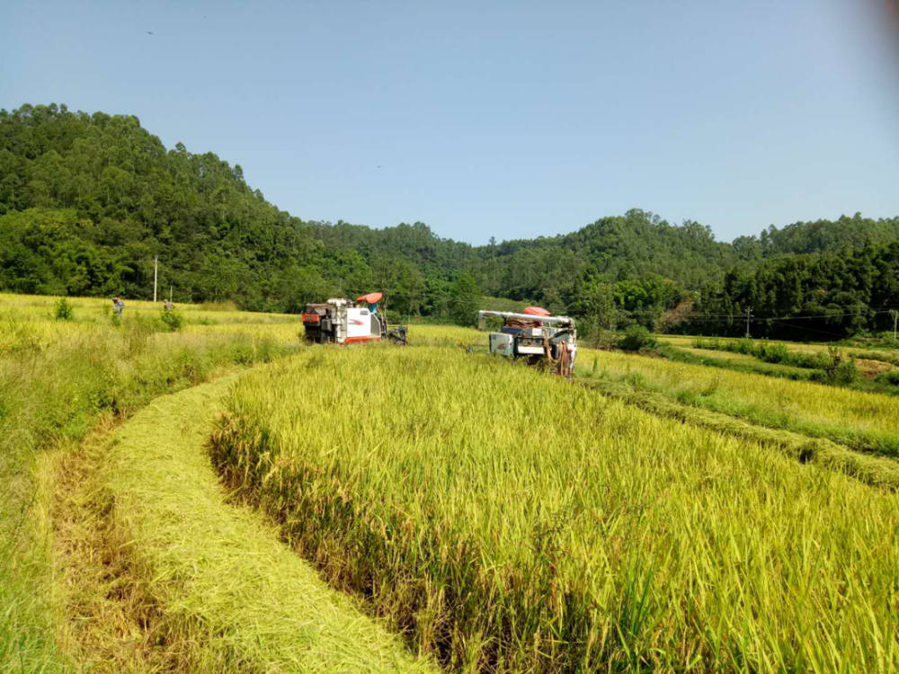 清凉乐山在乐山有一种独一无二的美丽叫做青平镇