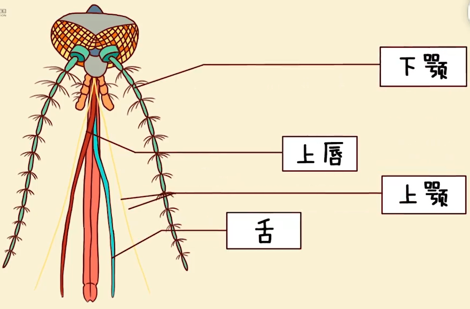 真相了为啥我的蚊子包总是又大又圆科学小馆儿