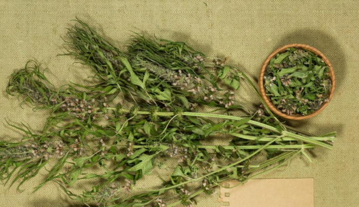 为何消失了?中国制药史上的一大悲剧_腾讯新闻