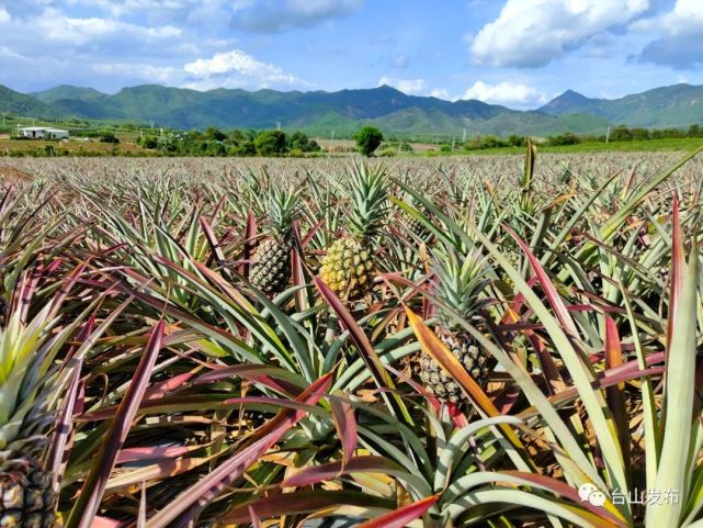 老村蟹山的台湾金钻凤梨种植园成熟呈现一派喜人的收获景象果农们正忙