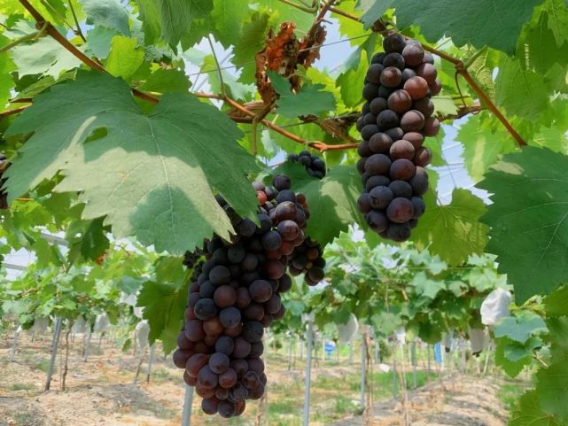 龙泉好吃的葡萄在这