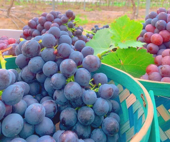 香甜爆汁龙泉葡萄浓情上市美味停不下来