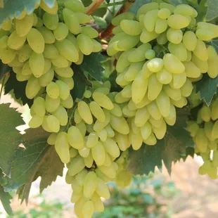 龙泉好吃的葡萄在这……_腾讯新闻