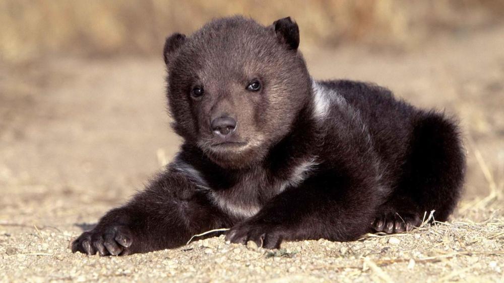 湖北竹山惊现全身漆黑的神秘动物,专家说来头不小,到底是什么?