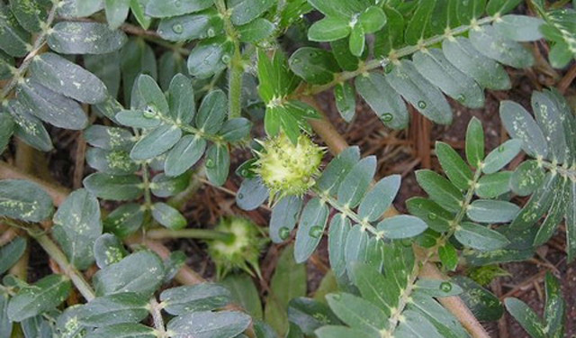 從植物屬性來說,蒺藜屬於蒺藜科一年生草本植物,是蒺藜接近成熟的果實