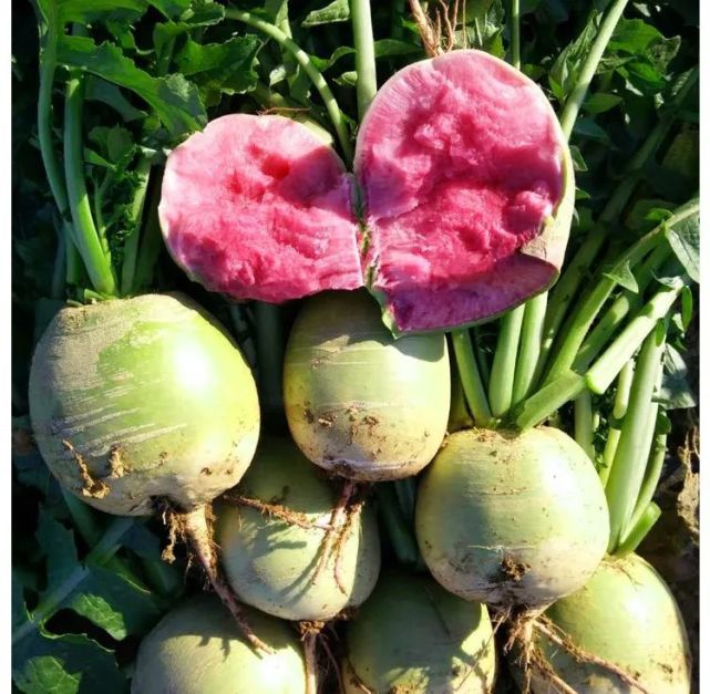 口感型的红心水萝卜到货咯!不辣苦,很好吃!秋播赶紧试试