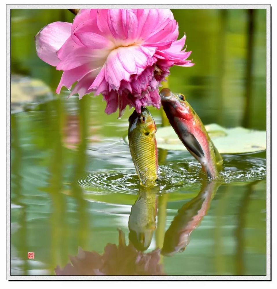 今日夏至狮山上演鱼吃荷花美景来云赏城市狮山网红打卡