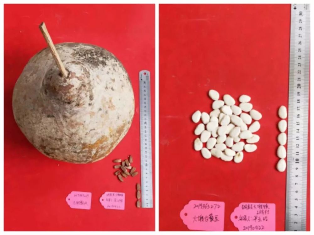 铜鼓县大塅镇瓢瓜果实及种子   铜鼓县大塅镇白藜豆种子