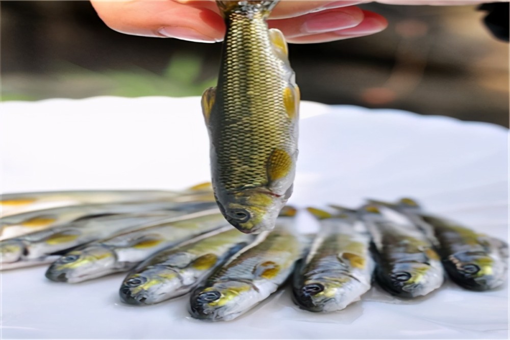 中国最昂贵的十大名鱼野生大黄鱼上榜它是东北三花之一