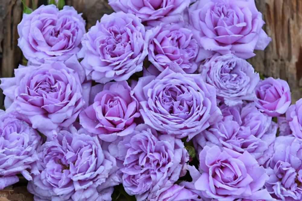 值得入手的七款蓝色月季仙气十足总有一款是你喜欢的